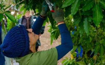 TreePeople Blog | Three Reasons to Prune!