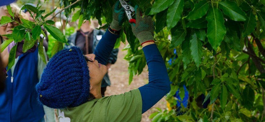 tree pruning arborist