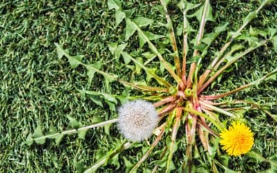 All About Weeds And Trees – Tree Services