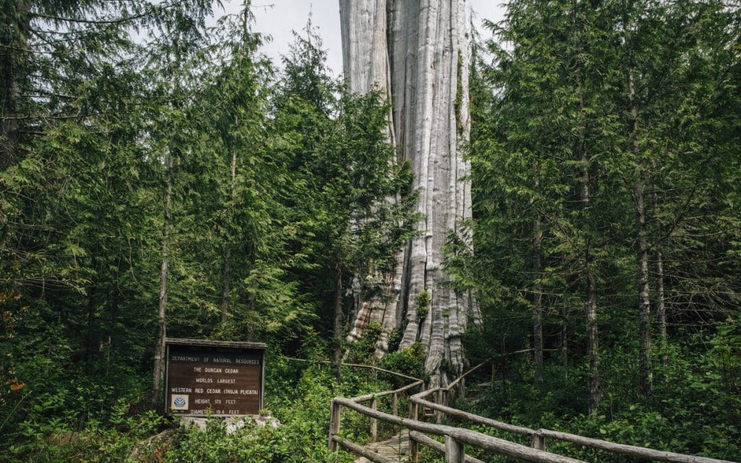 The Quiet Glory of Chronicling America’s Champion Trees – Atlas Obscura