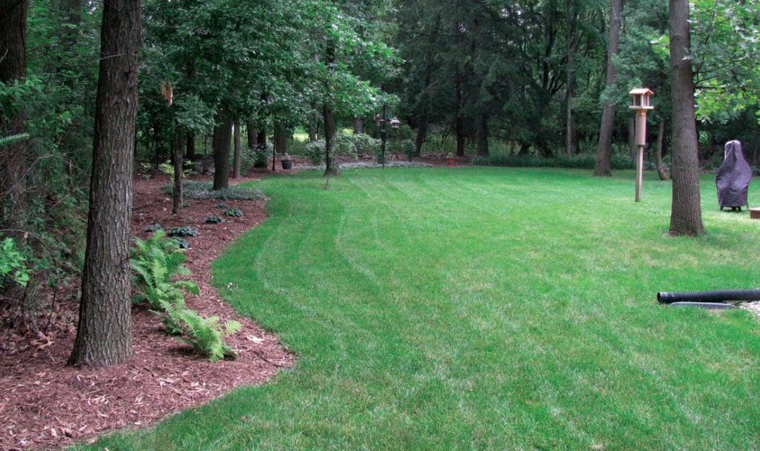 Controlling Weeds Near Trees – Tree Services