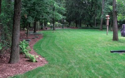 Controlling Weeds Near Trees – Tree Services