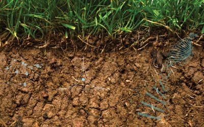 The Science Of Soil For Tree Health – Tree Services