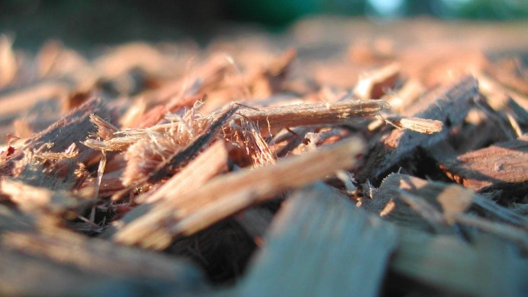 Ask an Arborist: Why do we Mulch? • Arbor Day Blog