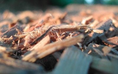 Ask an Arborist: Why do we Mulch? • Arbor Day Blog
