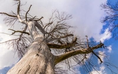 Saying Goodbye: When it’s Time to Remove Your Tree • Arbor Day Blog