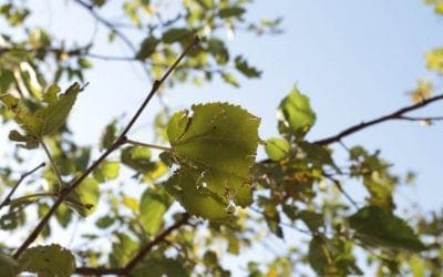 Common Tree Pests and How to Spot Them • Arbor Day Blog