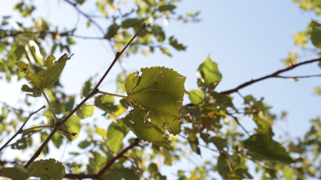 defoliated leaf