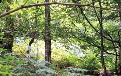 What Today’s Forests Mean To Homeowners – Tree Services