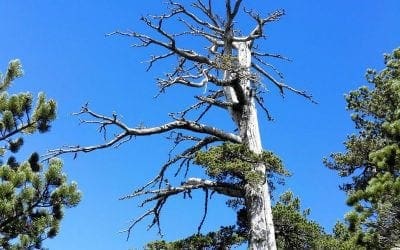 Europe’s Oldest Known Tree Discovered in Italy | Smart News | Smithsonian