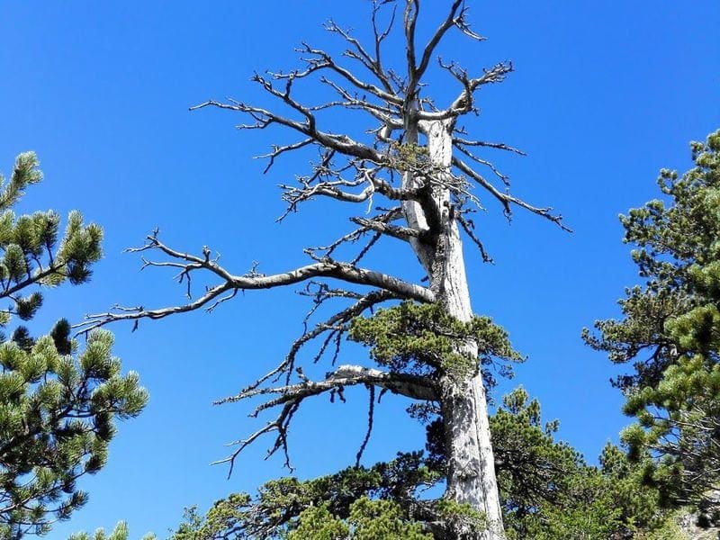 Europes Oldest Known Tree Discovered in Italy | Smart News | Smithsonian