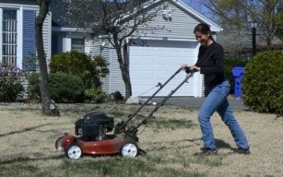 Want to help bees? Take a break from lawn mowing | US Forest Service