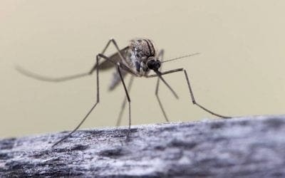 7 reasons mosquitoes bite some people more than others | TreeHugger