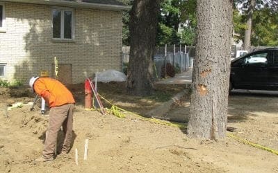 Guide To Protecting Tree Roots – Tree Services