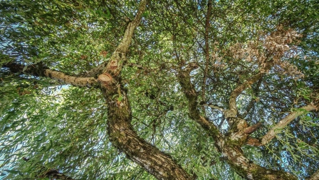 Weeping Willow: The Tree of Romance • Arbor Day Blog