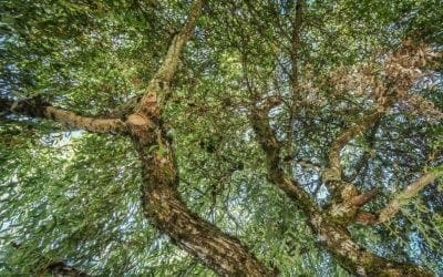 Weeping Willow: The Tree of Romance • Arbor Day Blog