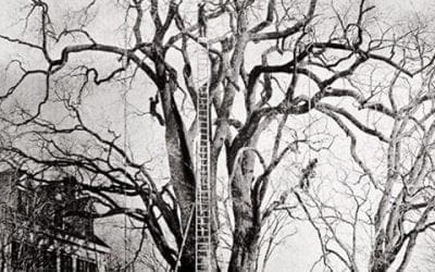 Extreme tree pruning before the age of lift trucks. • The Unknown; But Not Hidden
