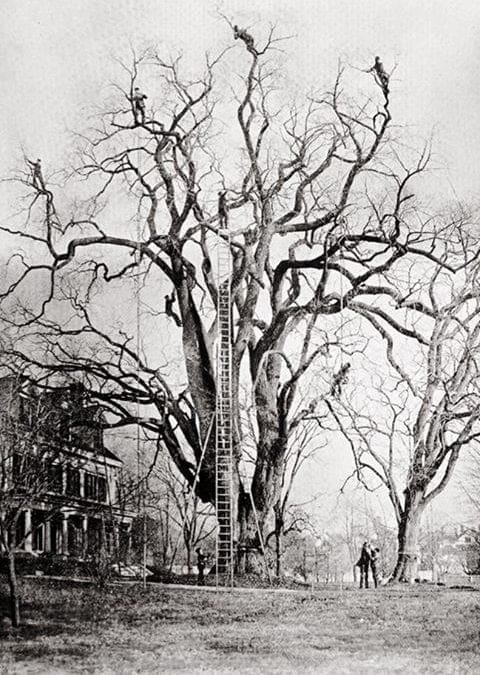 Extreme tree pruning before the age of lift trucks. • The Unknown; But Not Hidden