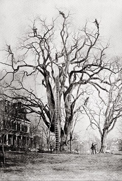 extreme tree pruning