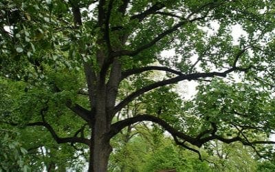 8 Shade Trees To Help Cool Off In Summer – Turf