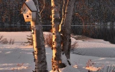 How to ID Common Backyard Trees