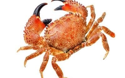 How crabs and trees could soon replace plastic | MNN – Mother Nature Network