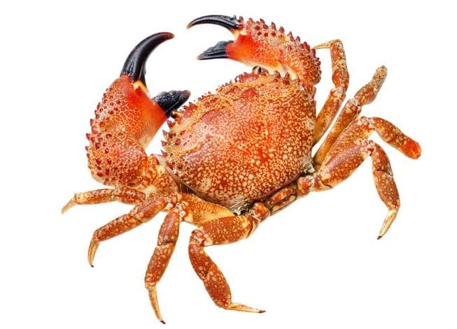 red crab