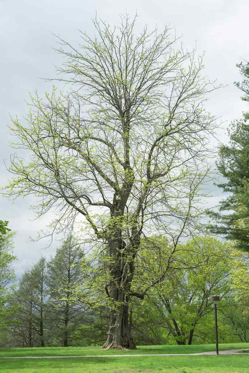 honey locust tree