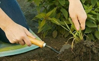 How to Weed Your Garden | Better Homes & Gardens