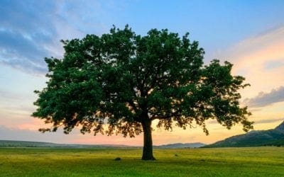 12 Fast-Growing Shade Trees • Arbor Day Blog
