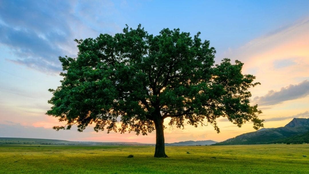 oak tree at sunset