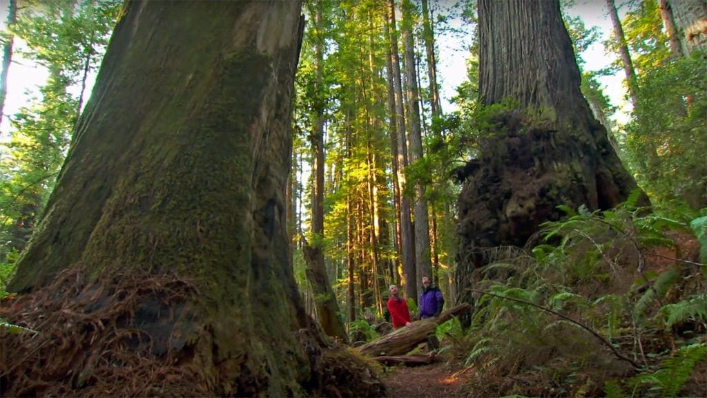Scientists Map OldGrowth Redwoods' Genome to Preserve Future Forests