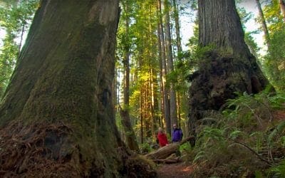Scientists Map Old-Growth Redwoods’ Genome to Preserve Future Forests
