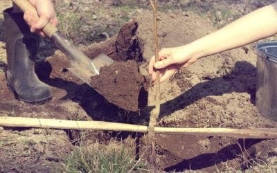 Handle with Care: Tips for Trees Before Planting • Arbor Day Blog