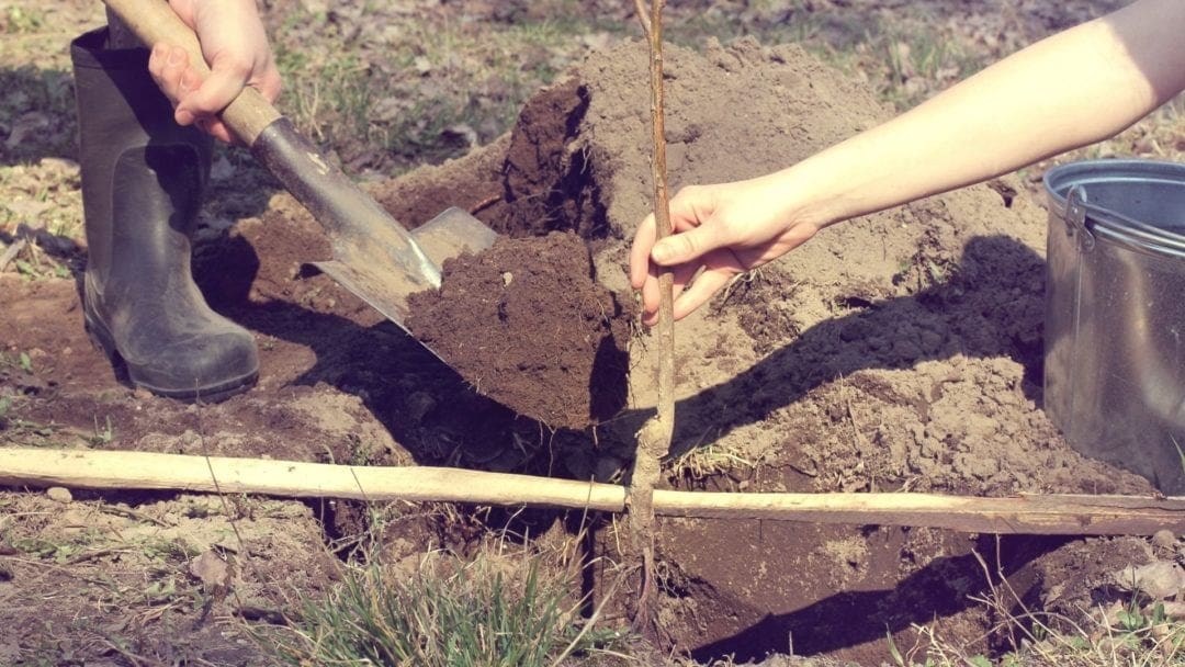 tree planting root