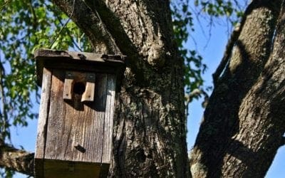 So you want to hang a birdhouse