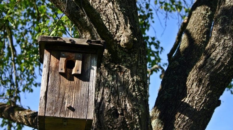 so you want to hang a birdhouse