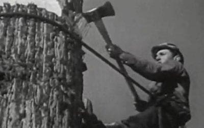 Video: Original footage of 1940s lumberjacks felling Redwoods in California