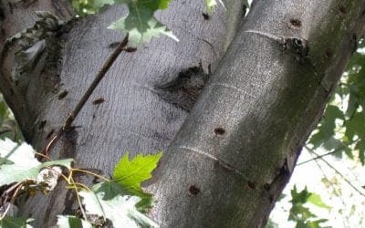 August Is Tree Check Month: Public’s Help Needed to Find the Asian Longhorned Beetle