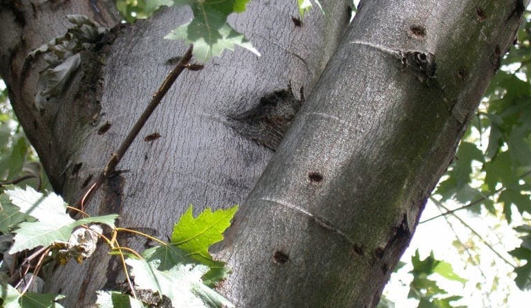 asian longhorned beetle