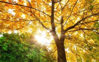 The Farmer’s Almanac Unveils Its 2025 Fall Weather Predictions | Bob Vila