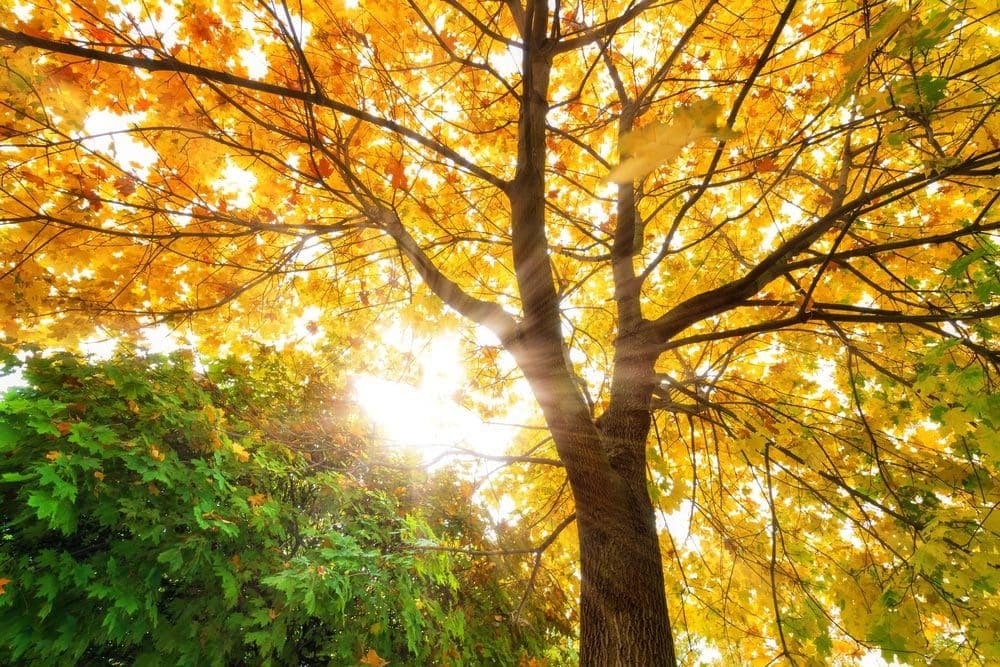 autumn tree beautifulautumn tree beautiful shutterstock 742890253