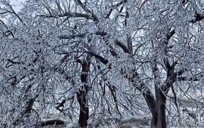 Plant Ice Resistant Trees