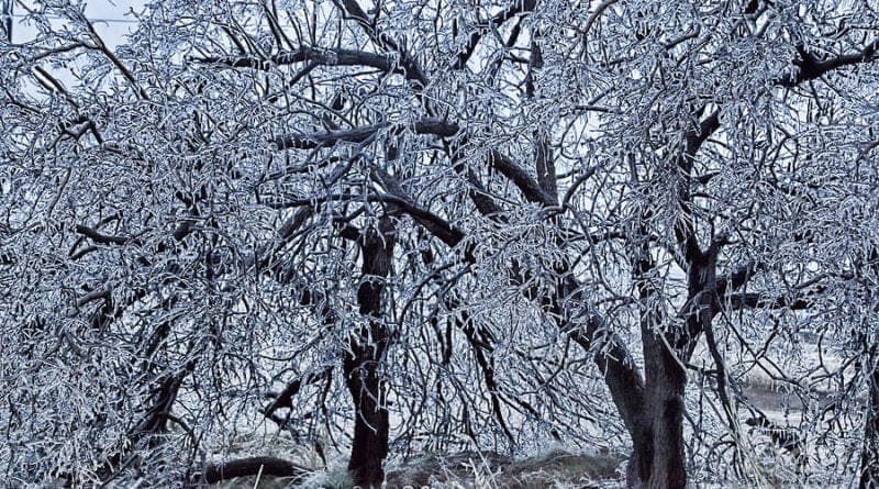 ice laden trees