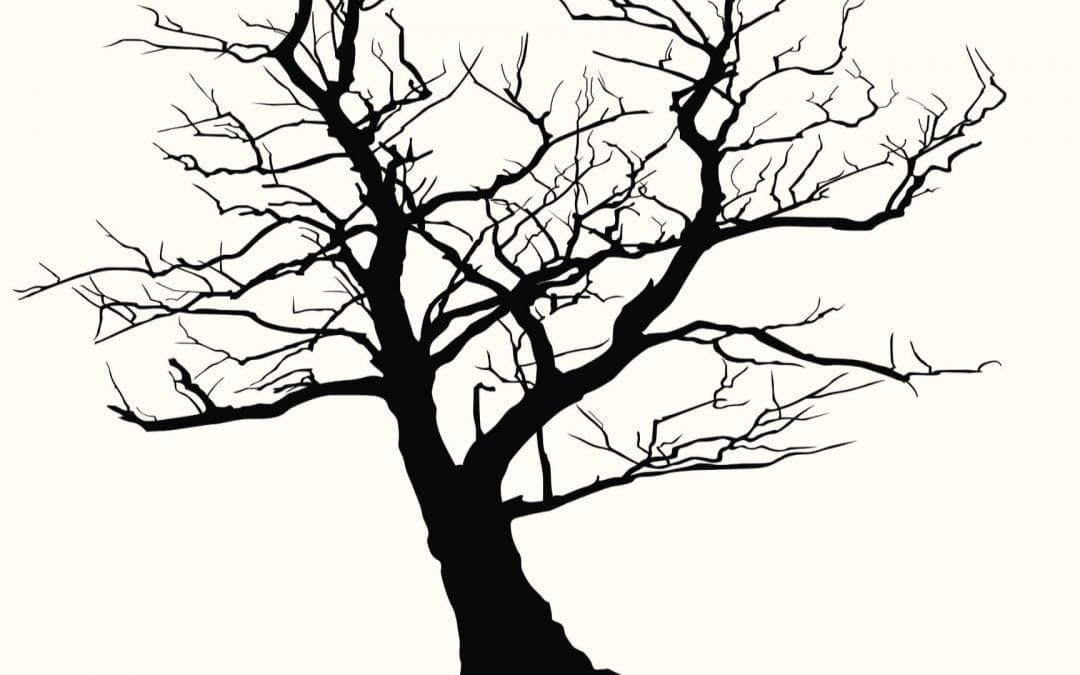 When a Storm Strikes • Arbor Day Blog