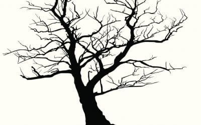 When a Storm Strikes • Arbor Day Blog