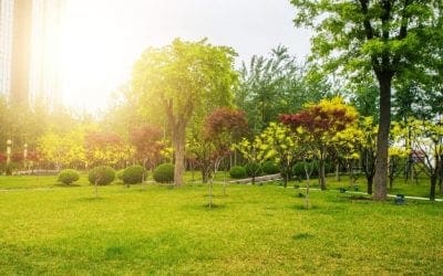 6 Ways Urban Trees Make You More Active Outdoors • Arbor Day Blog