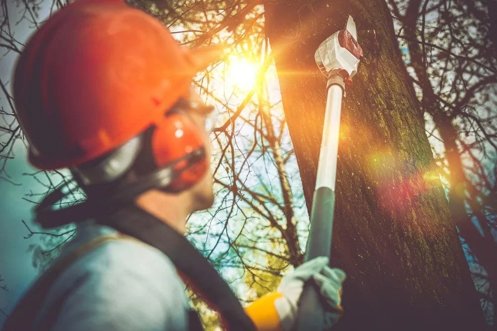 tree work tree care