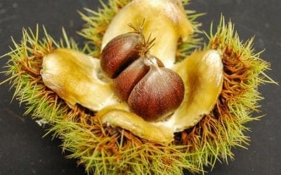 To save iconic American chestnut, researchers plan introduction of genetically engineered tree into the wild | Science | AAAS