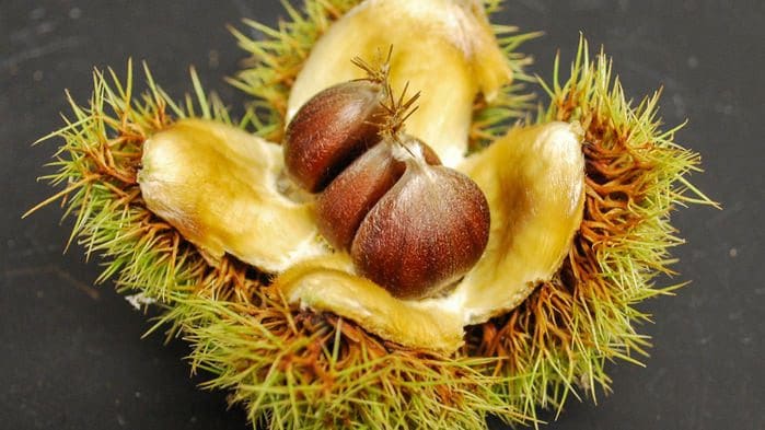 American chestnut